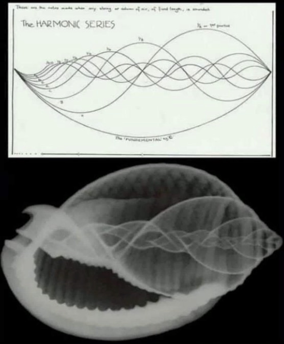 Internet composite: a diagram of the harmonic series above an X-ray of a cowrie shell, the drawn amplitudes varied to produce the resemblance.