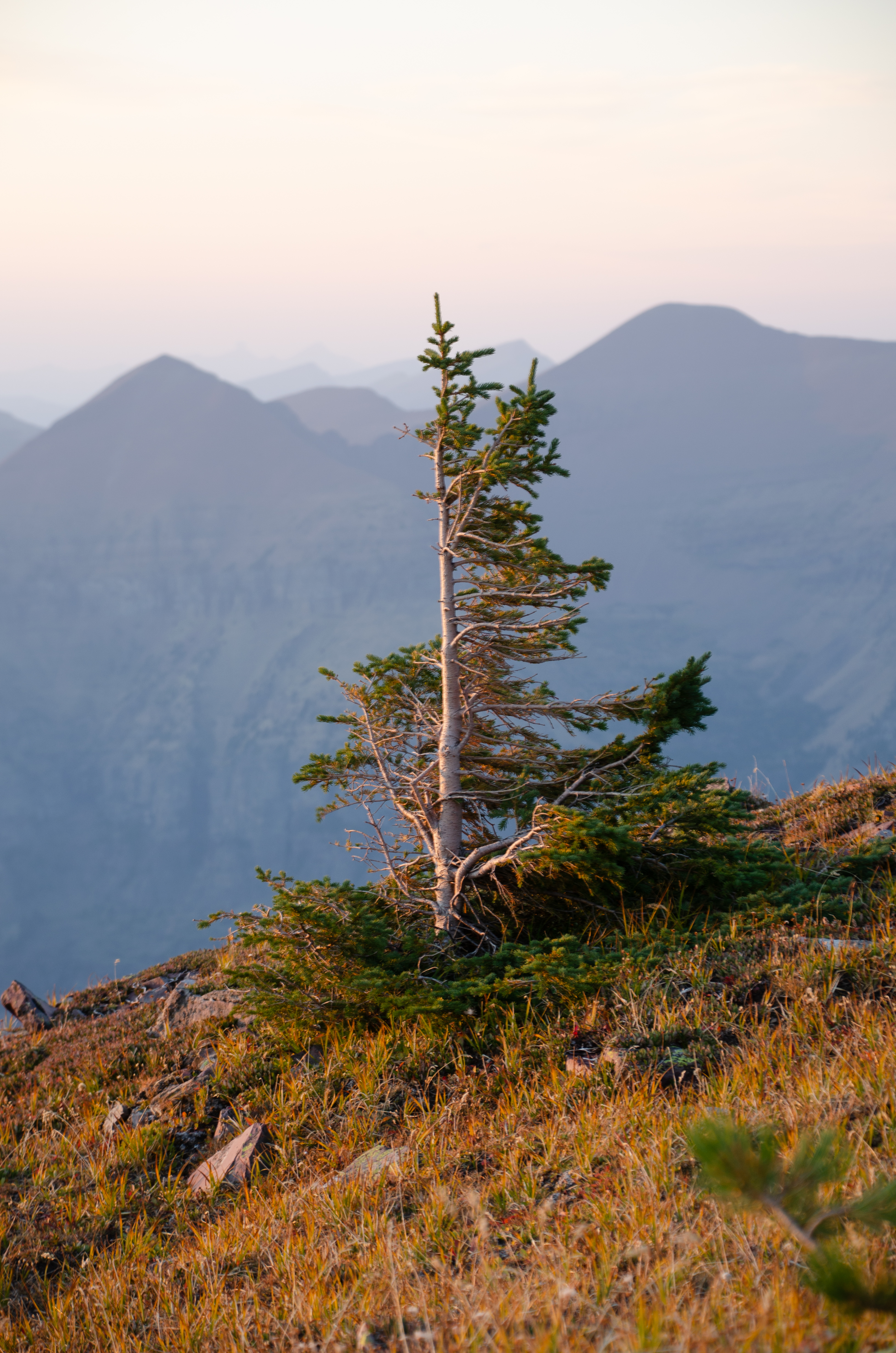 A wind-flagged subalpine fir, its branches grown out on only the leeward side.